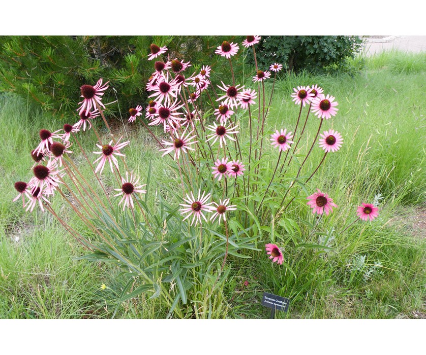 Tennessee Purple Coneflower